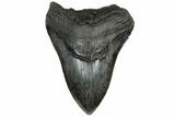 5.22" Fossil Megalodon Tooth - South Carolina - #200800-1